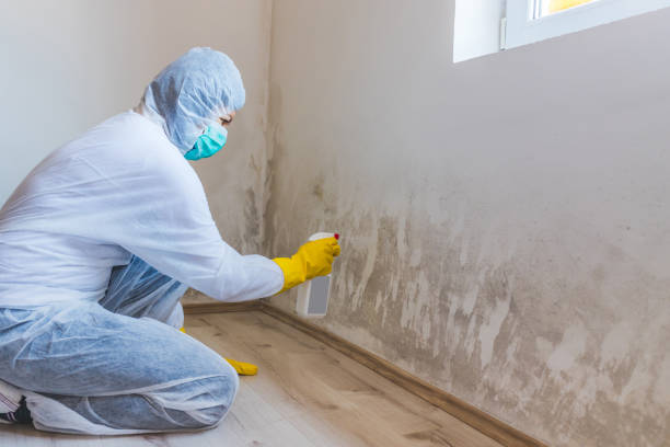 Mold Remediation specialist working in Shrewsbury