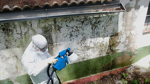 Mold Removal service in Shrewsbury